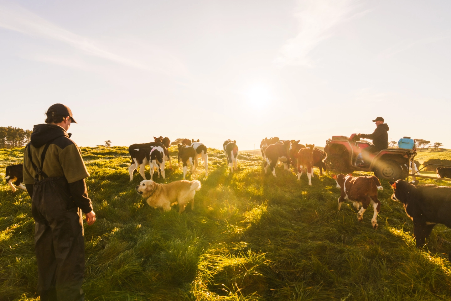 Farm with cows, farmers and a dog